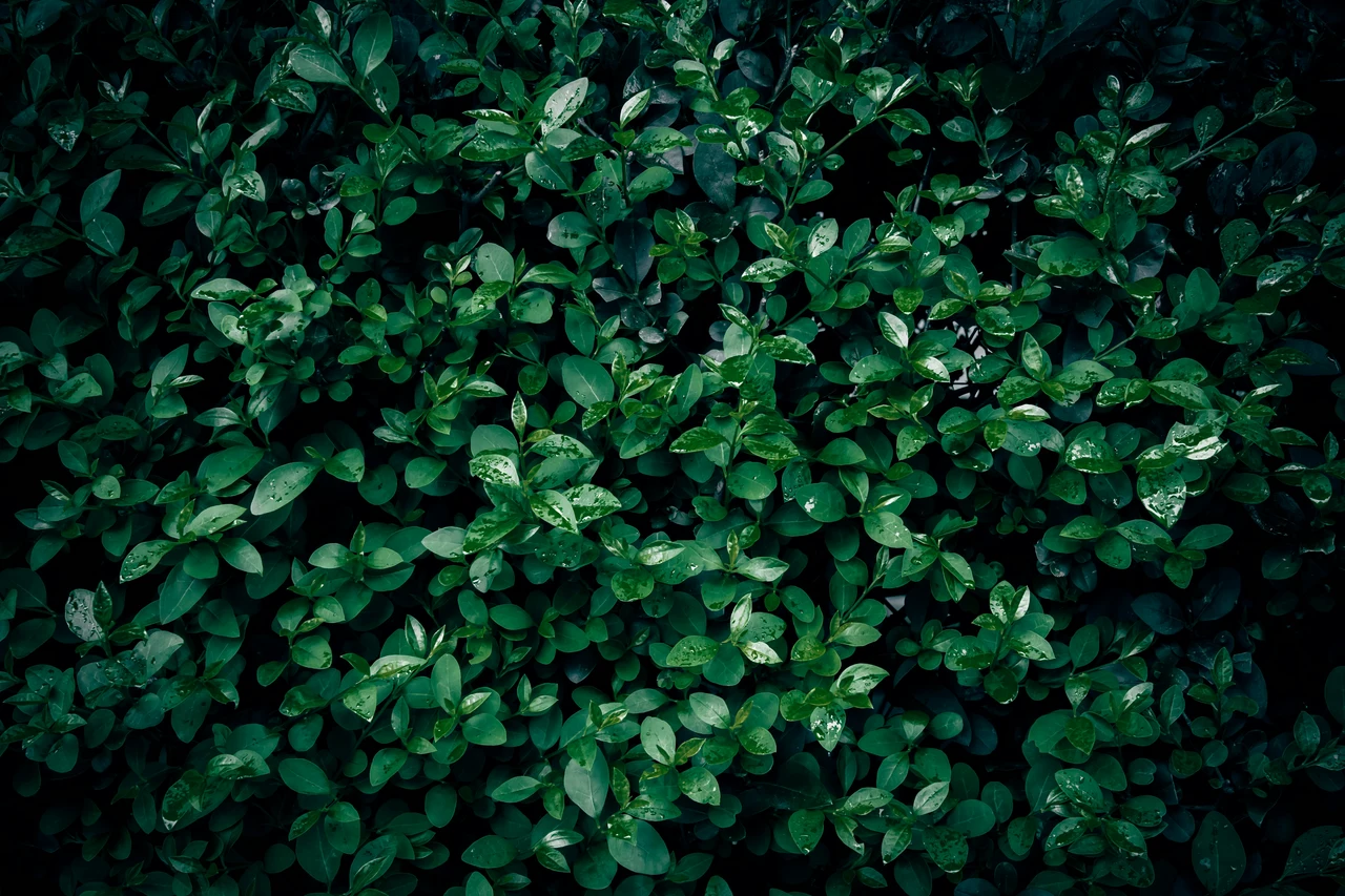 L’arbusto resistente al gelo che profuma d’estate e rivoluziona il tuo giardino