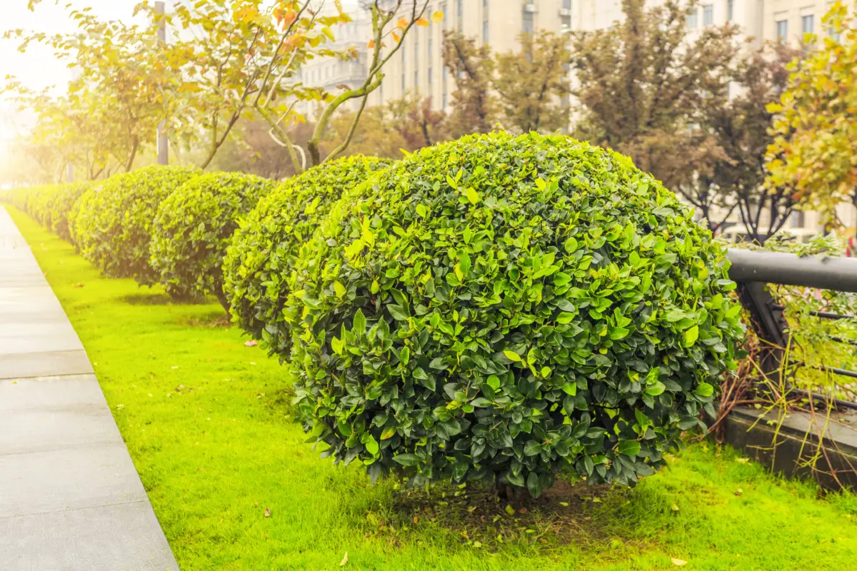 L’arbusto resistente al gelo che profuma d’estate e rivoluziona il tuo giardino Immagine selezionata