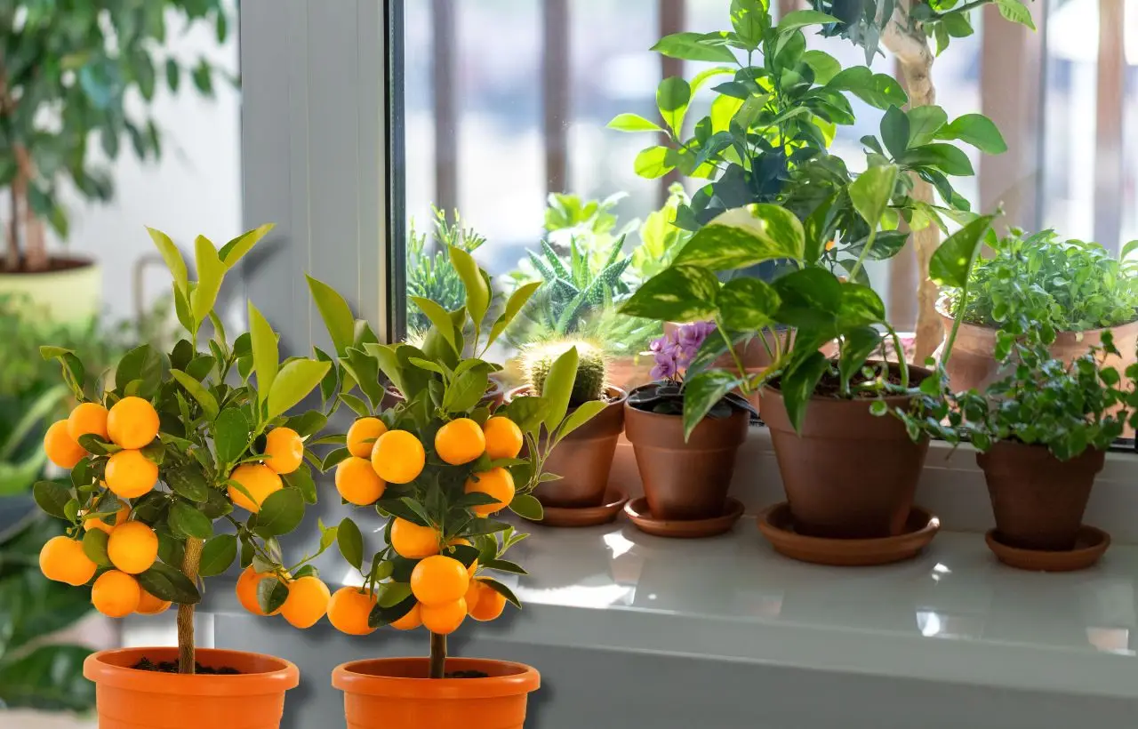 Tre piante primaverili per tenere lontani gli insetti dalla casa: scopri quali sono Immagine selezionata