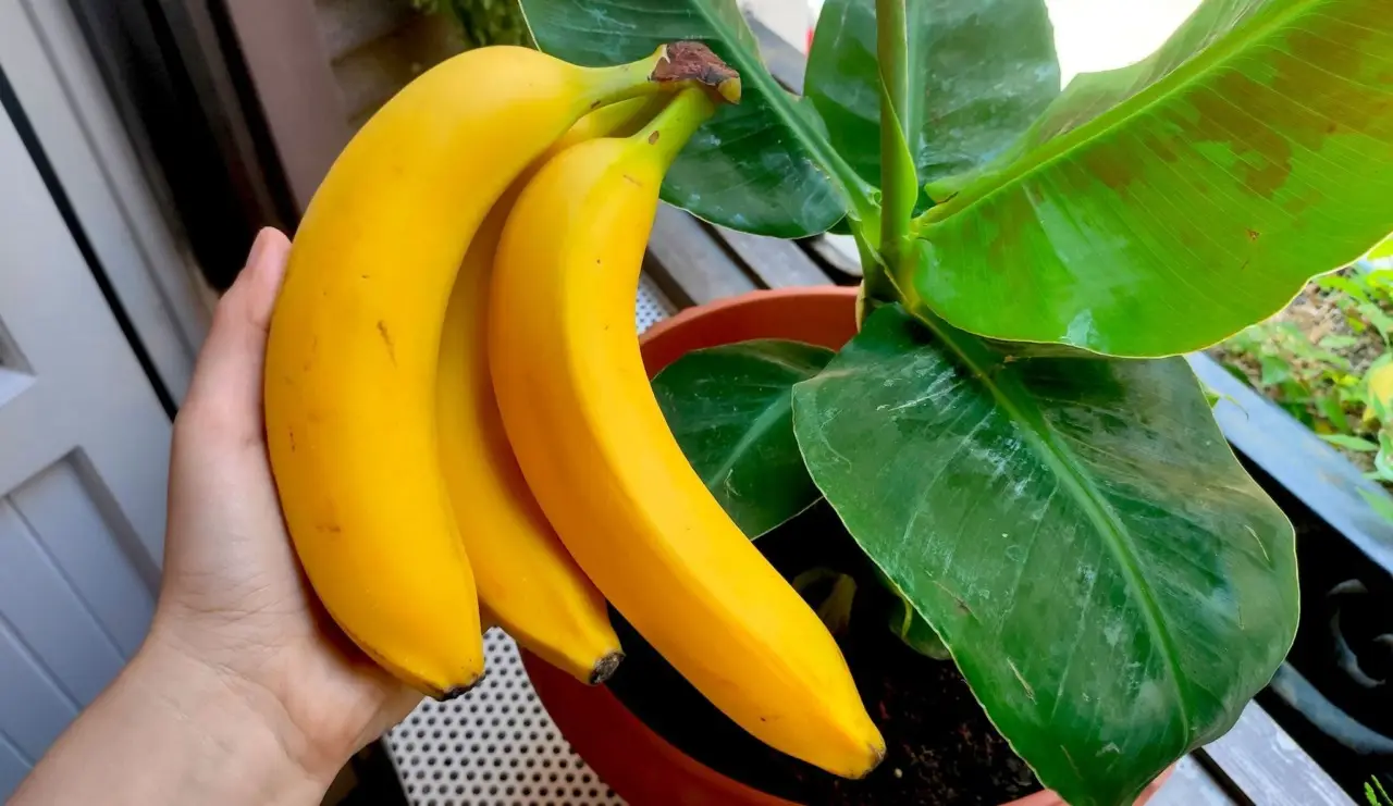 Concimare in modo naturale con le bucce di banana: ecco come fare