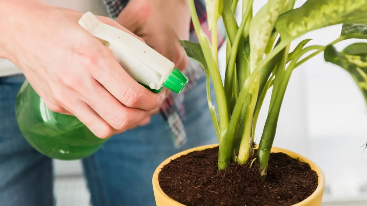 Concimare in modo naturale con le bucce di banana: ecco come fare Immagine selezionata