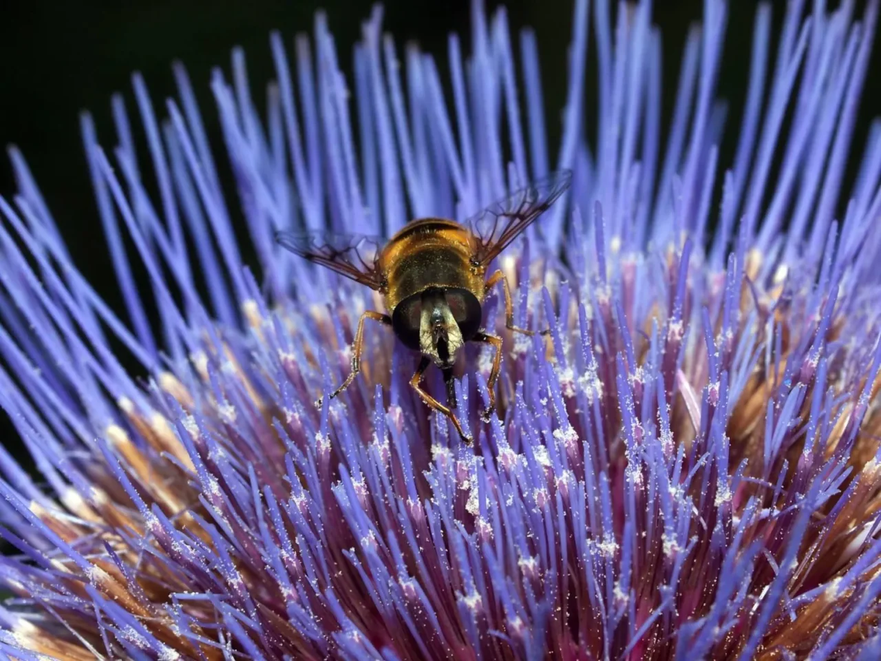Il metodo del frutto che elimina le mosche da casa in pochi secondi Immagine selezionata