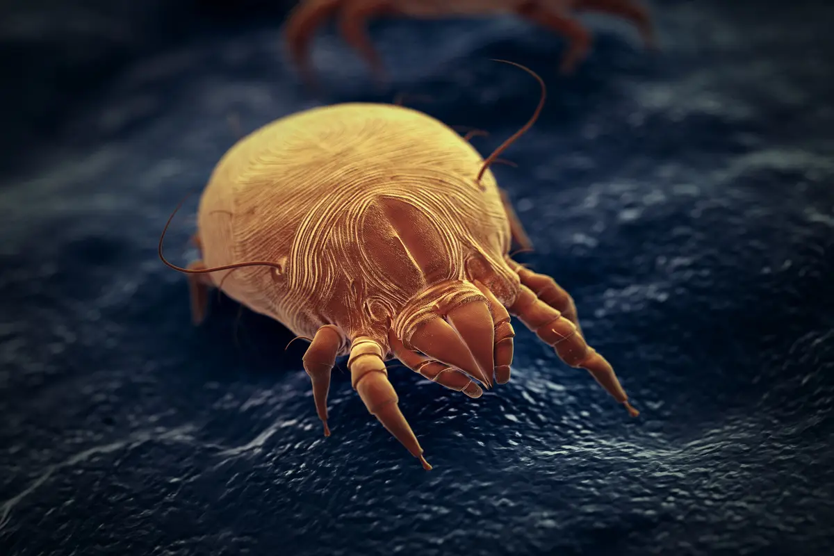 Come eliminare gli acari in casa: i consigli utili