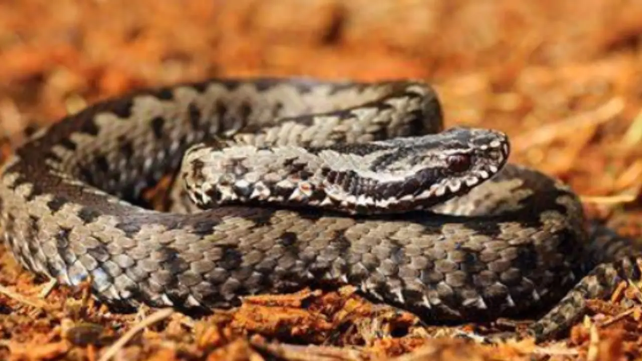Come difendere la tua famiglia dai serpenti durante l’estate Immagine selezionata