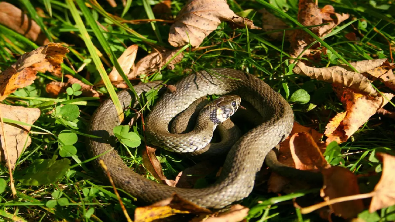 Come difendere la tua famiglia dai serpenti durante l’estate Immagine selezionata