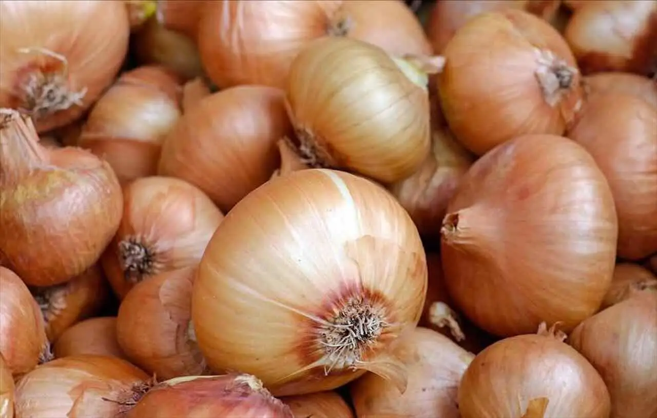 Ecco cosa accade alle piante quando usi l’acqua di cipolla come fertilizzante Ecco cosa accade alle piante quando usi l’acqua di cipolla come fertilizzante