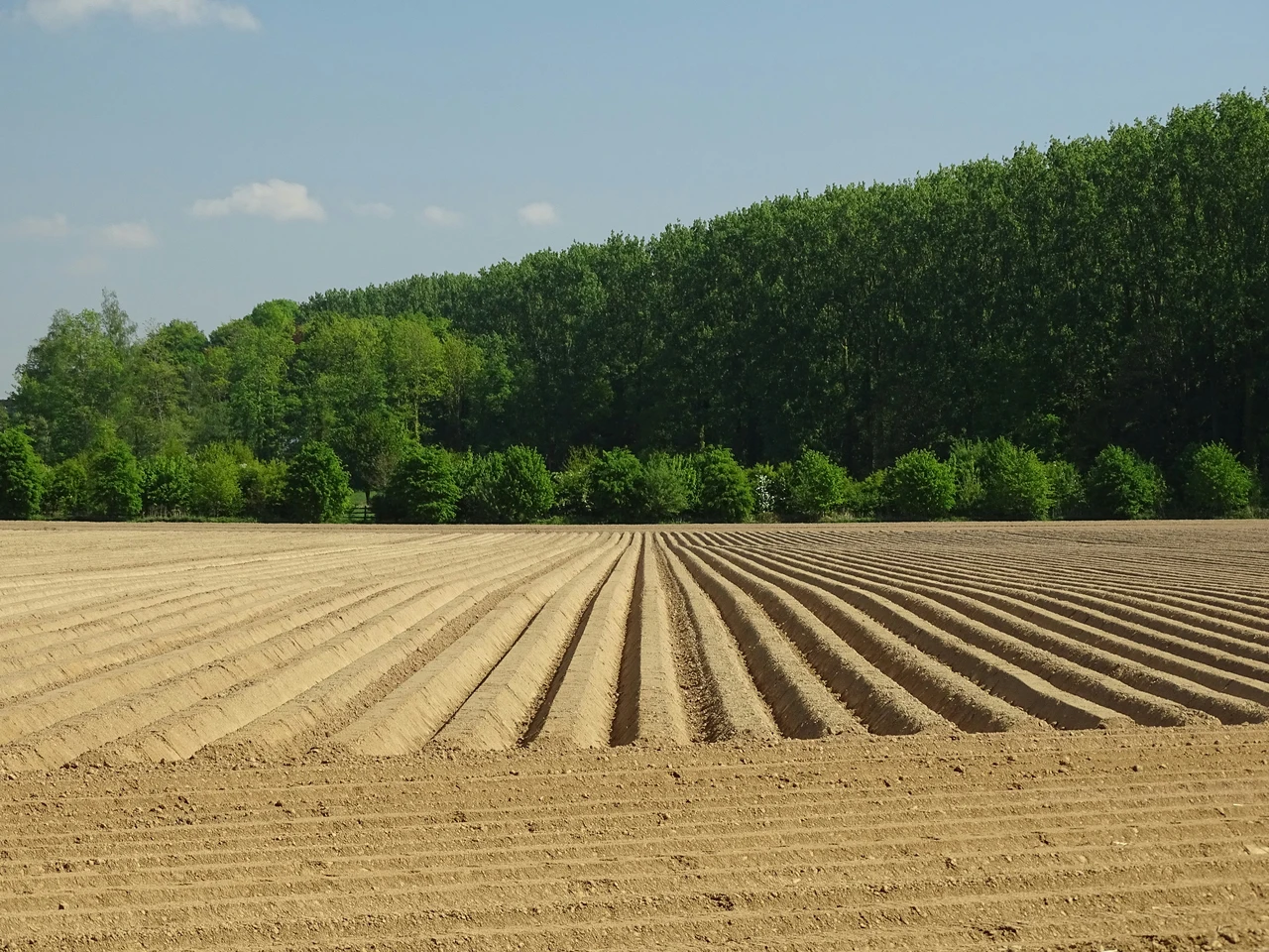 Come migliorare la salute del terreno con la rotazione delle colture in giardino Come migliorare la salute del terreno con la rotazione delle colture in giardino