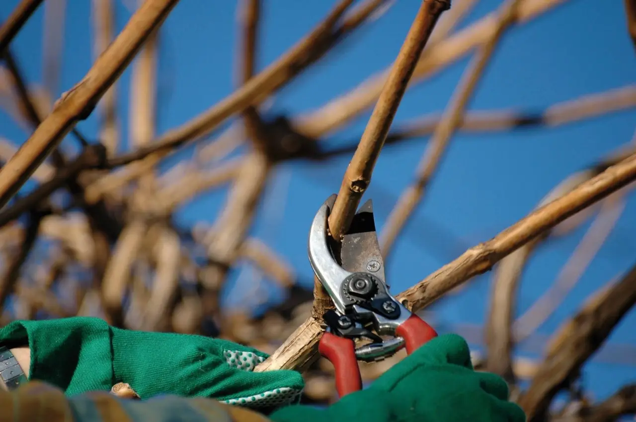Cosa sapere sulla potatura degli alberi da frutto per un raccolto abbondante Cosa sapere sulla potatura degli alberi da frutto per un raccolto abbondante