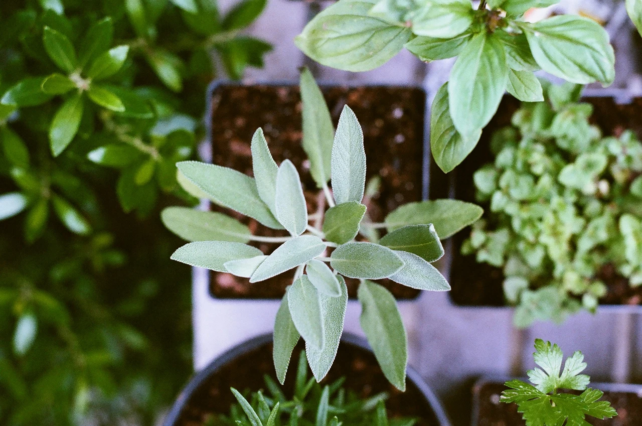 Erbe aromatiche sul balcone: guida pratica alla coltivazione in vaso Erbe aromatiche sul balcone: guida pratica alla coltivazione in vaso