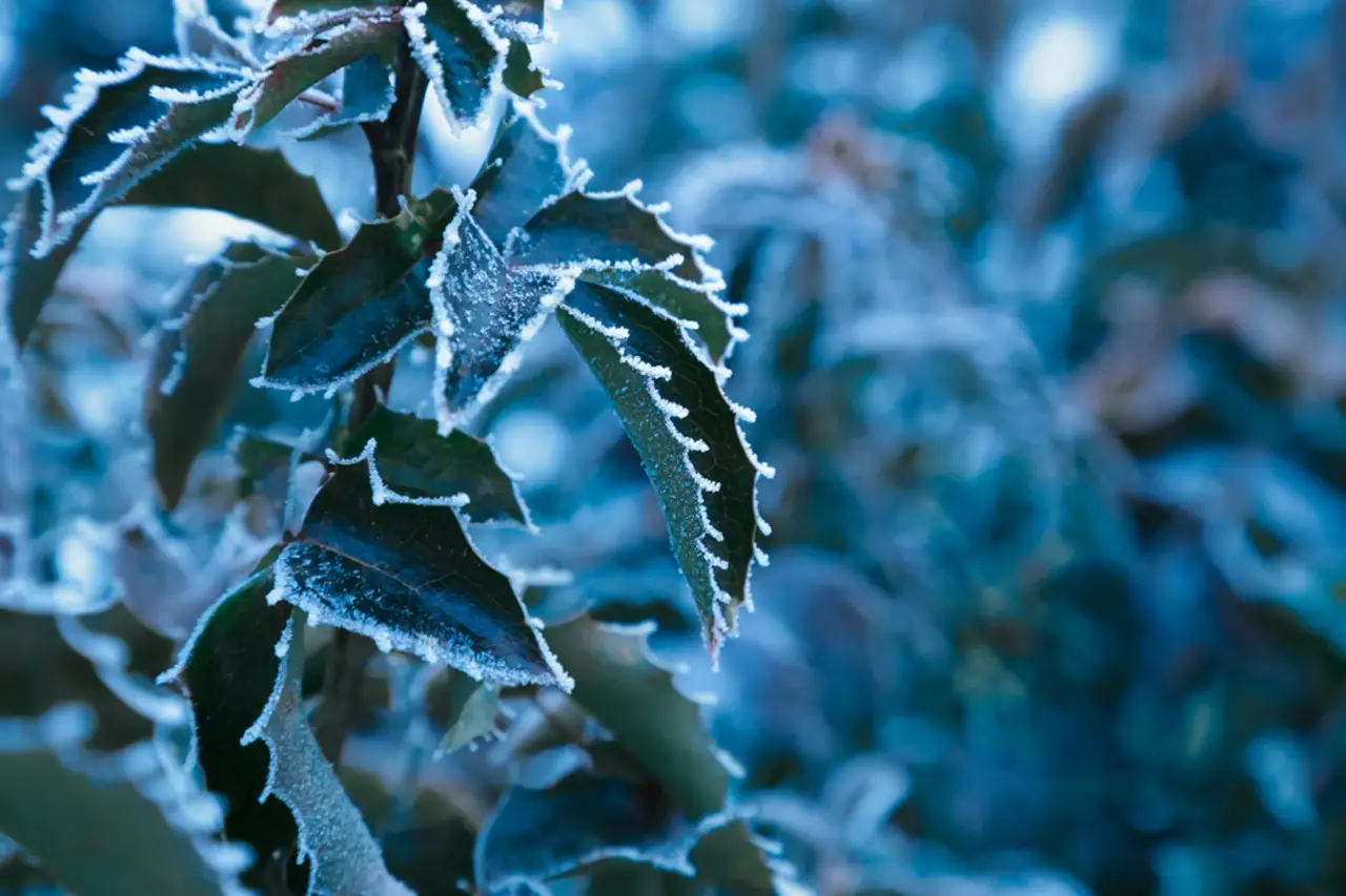 Arbusto resistente al gelo: quale pianta profuma il giardino tutto l’anno Arbusto resistente al gelo: quale pianta profuma il giardino tutto l’anno